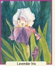 Watercolor painting - Lavendar Iris