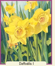 Watercolor painting - Daffodils I