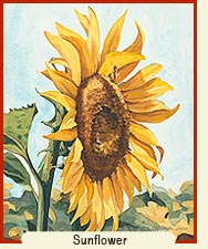 Watercolor painting - Sunflower