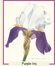 Watercolor painting - Purple Iris