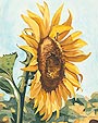 Watercolor painting - Sunflower