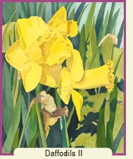Watercolor painting - Daffodils II