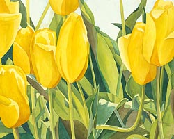 Watercolor painting - Yellow Tulips