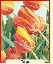 Watercolor painting - Tulips