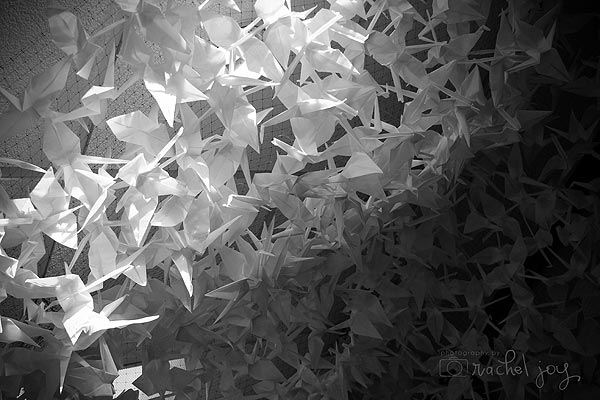 Paper cranes photographed by Rachel Joy