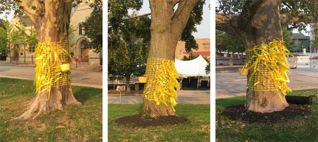 Yellow ribbons with hand written messages on trees